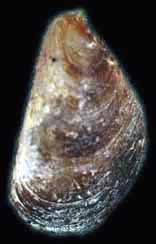 Mytilidae Malta = Mytilaster solidus